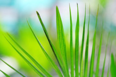 Yeşil yaprak bokeh ışık arka plan ile.