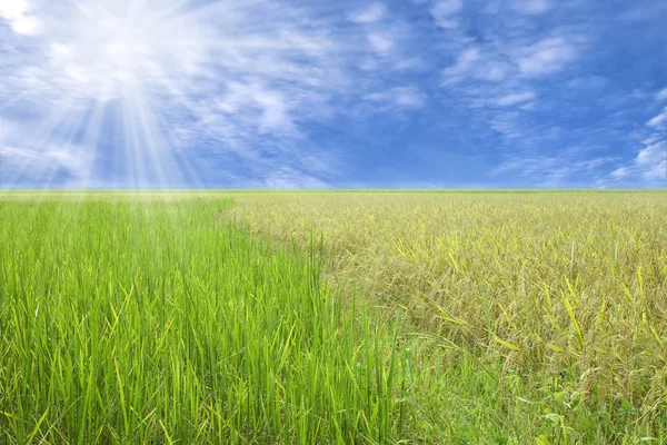 Ljus ray på himlen över ris arkiverat natur bakgrund. — Stockfoto