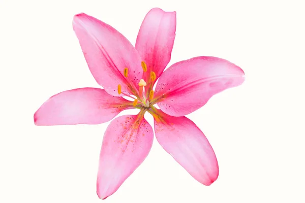 Beautiful pink lily flower in botanic garden floral decoration — Stock Photo, Image