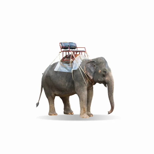 Elefante con asiento en la espalda, elefante taxe  . —  Fotos de Stock