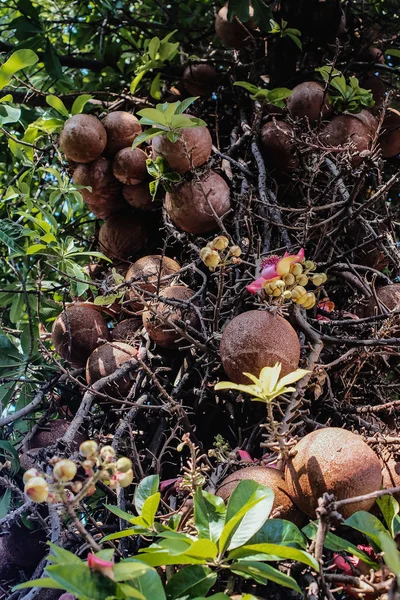 Kanonenkugelbaum ist ein Laubbaum in der natürlichen Umgebung — Stockfoto