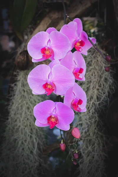 Piękne różowe kwiaty Phalaenopsis orchidei — Zdjęcie stockowe