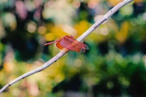 Vacker trollslända på en grön växt med bokeh bakgrund. — Stockfoto