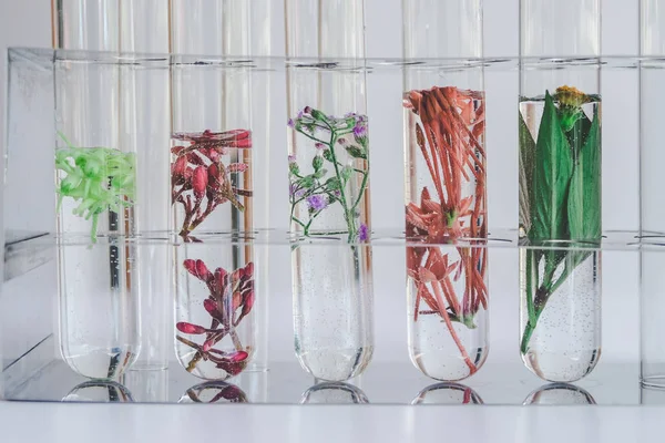 Pequeñas plantas en tubo de ensayo para investigación en medicina biotecnológica . —  Fotos de Stock