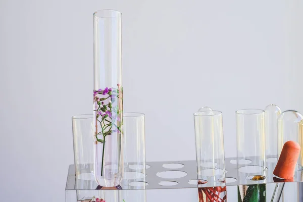 Pequenas plantas em tubo de ensaio para investigação em medicina biotecnológica . — Fotografia de Stock