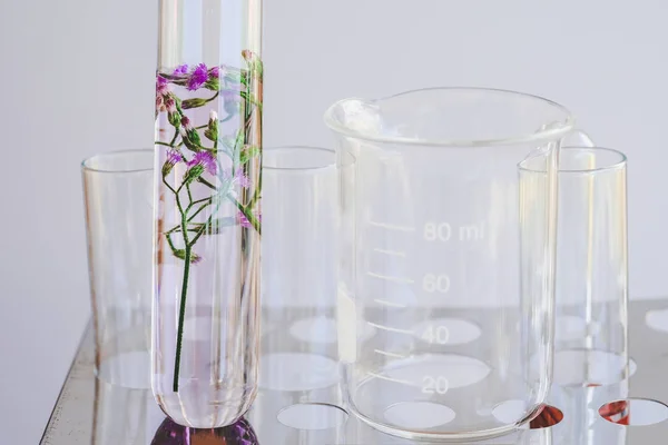Pequeñas plantas en tubo de ensayo para investigación en medicina biotecnológica . —  Fotos de Stock