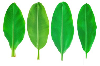 Beyaz arka plan üzerinde taze muz yaprakları.