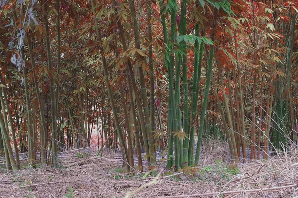 Červený a zelený bambus strom na pozadí lesa. — Stock fotografie
