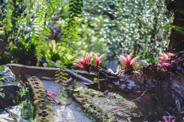 Bahçedeki Neoregelia tropikal bitkisi.