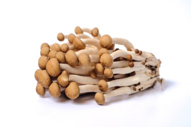 Taze kahverengi shimeji mantarı ya da kayın mantarı.