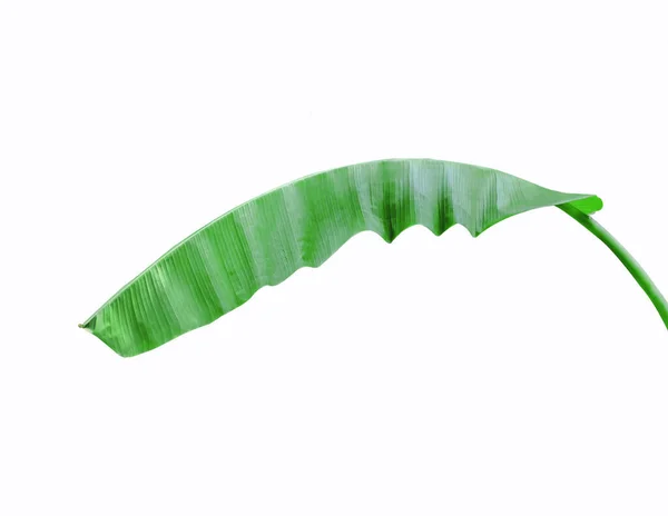 Zielony świeży liść banana na tle. — Zdjęcie stockowe