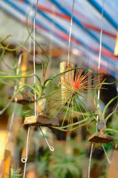 Tillandsia ou airplant uma epífita que cresce no ramo . — Fotografia de Stock
