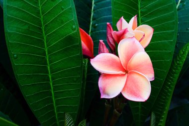 Renkli frangipani çiçeği, arka planda gölgeler var..