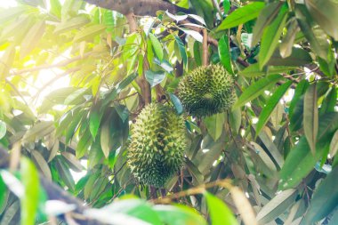 Durian ağacı, meyvelerin kralı taze durian meyvesi..