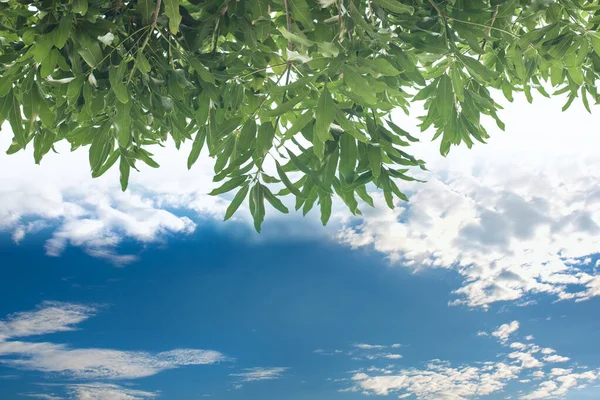 Gröna Blad Och Sol Blå Himmel — Stockfoto