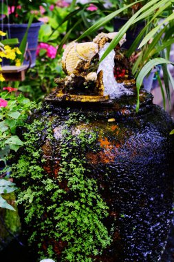 Bahçedeki Neoregelia tropikal bitkisi.