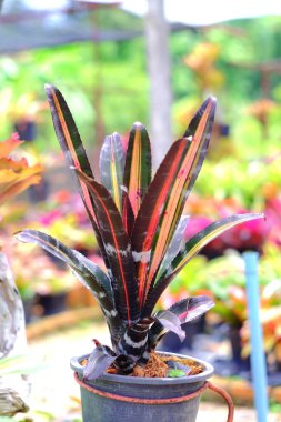 Bahçedeki Neoregelia tropikal bitkisi.