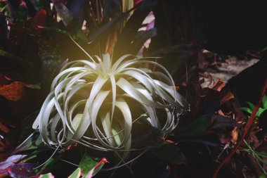 Tillandsia ya da havaalanı dallarda büyüyen bir epifit.