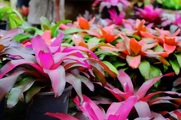 Neoregelia Trópusi Növény Kertben — Stock Fotó