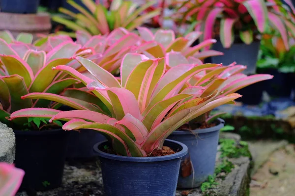 Neoregelia Tropische Plant Tuin — Stockfoto