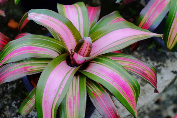 Neoregelia Trópusi Növény Kertben — Stock Fotó