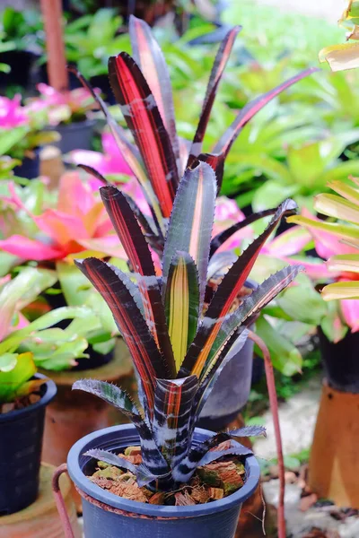 Neoregelia Trópusi Növény Kertben — Stock Fotó