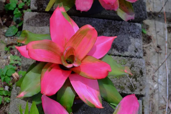 Neoregelia Trópusi Növény Kertben — Stock Fotó