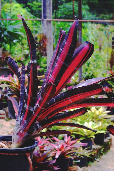 Neoregelia Trópusi Növény Kertben — Stock Fotó