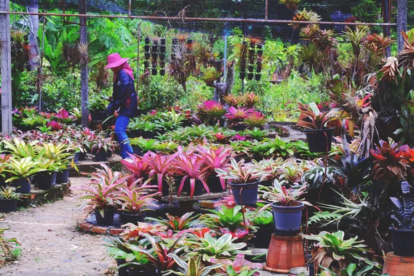 Neoregelia Planta Tropical Jardim — Fotografia de Stock