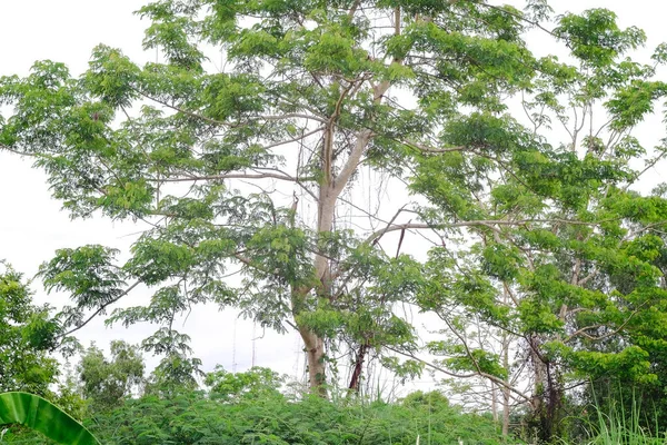Большое Зеленое Дерево Фоне Природы — стоковое фото