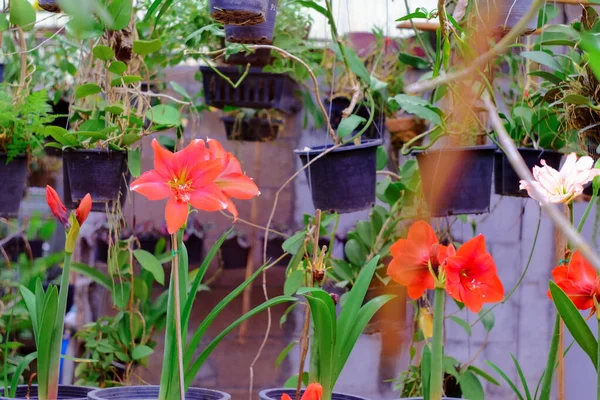 Nagy Trópusi Virágok Zöld Ház Háttérben — Stock Fotó