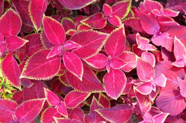 Üst görünüm doğa arka planında renkli izin.