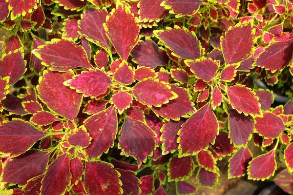 Top view colorful leave on nature background.