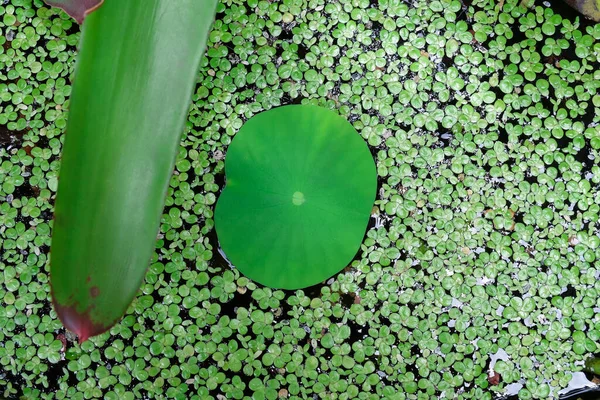 Top View Pistia Water Cabbage Water Aquatic Plant — Stock Photo, Image