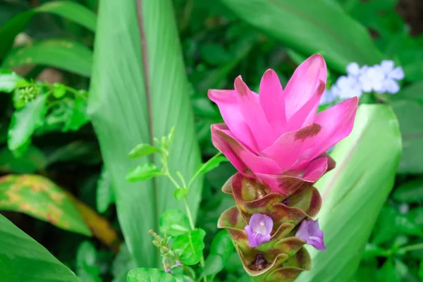 Sião Tulipa Linda Flor Parque Nacional — Fotografia de Stock