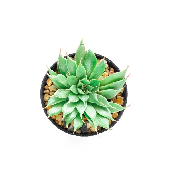 Green House Plants Potted Succulents White Background — Stock Photo, Image