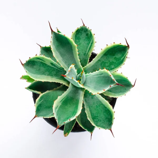 Yeşil Bitkileri Beyaz Arka Planda Sulu Bitkiler — Stok fotoğraf