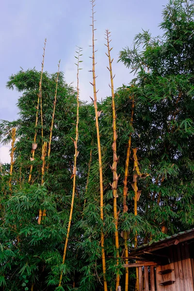 Золотое бамбуковое дерево — стоковое фото