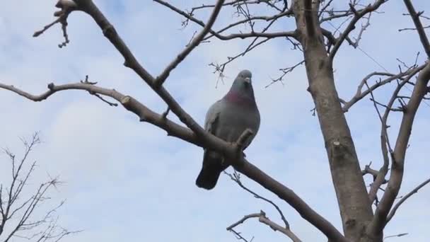 Bir ağaç dalında yalnız güvercin. Güvercin başını çevirir ve etrafına bakar.. — Stok video