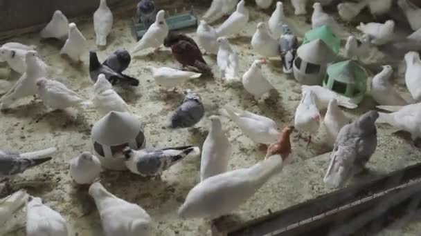 Sok fehér galamb van a padlón. Galambok járkálnak mindenfelé.. — Stock videók