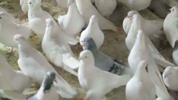 Det ligger många vita duvor på golvet. Duvor går överallt. — Stockvideo