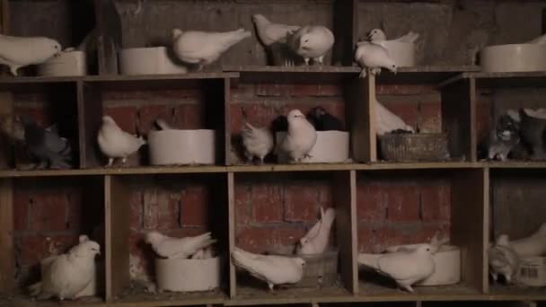 바닥에는 흰 비둘기가 많이 있습니다. 비둘기는 어디에나 있다. — 비디오