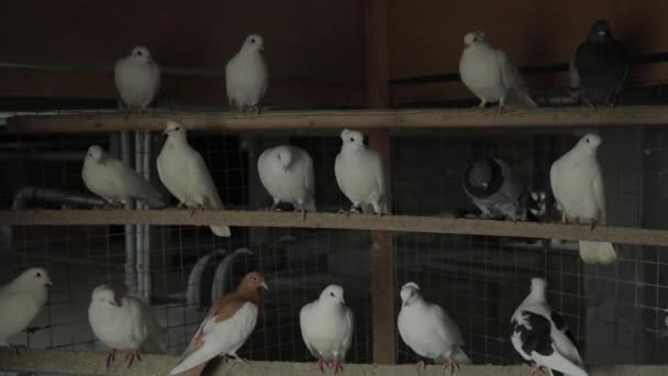 Hay muchas palomas blancas en el suelo. Las palomas están por todas partes. — Vídeo de stock