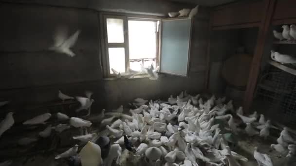 Yerde bir sürü beyaz güvercin var. Güvercinler her yerde yürüyor.. — Stok video