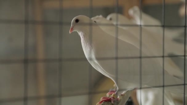 Белые голуби сидят на окуни в клетке. Домашний голубь на крыше — стоковое видео