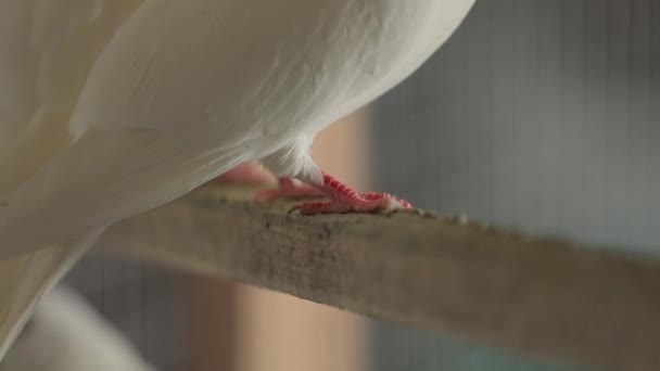 La colomba bianca è sola sul trespolo. Primo piano delle zampe e panorama del corpo. — Video Stock