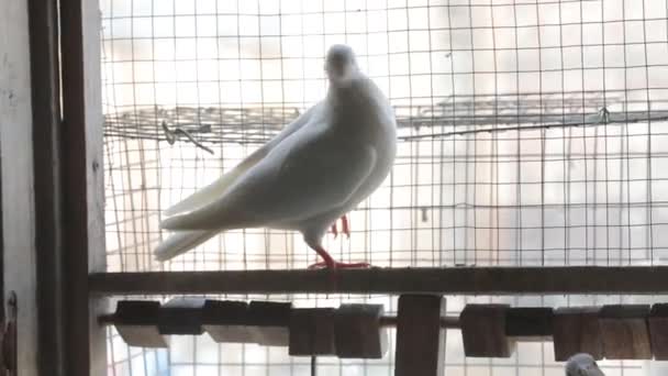 The white dove is alone on the perch, against the background of a window — Stock Video