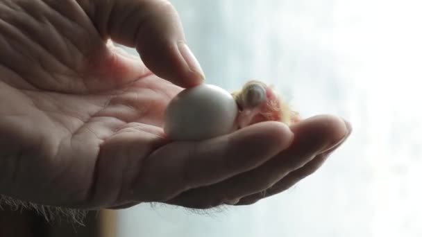 Paloma recién nacida en la palma de tu mano. Cerca de él yace el huevo aún no eclosionado — Vídeo de stock