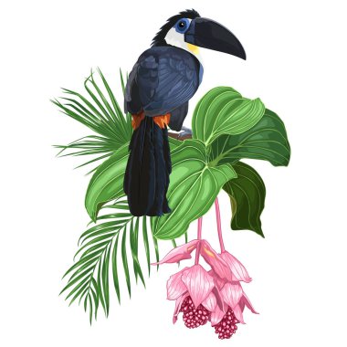 Toucan kuşu, medinilla ve tropikal yapraklar. Beyaz arka planda yalıtılmış vektör çizimi. 