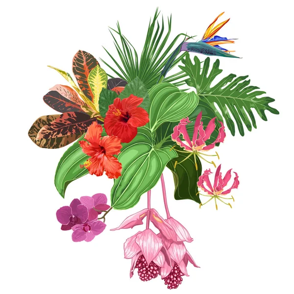 Stor Bukett Tropiska Blommor Och Löv Hibiskus Orkidéer Strelitzia Medinilla Stockvektor